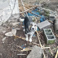 سگ افغانی و سرابی ۵ ماهه