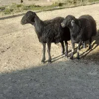 یک جفت قوچ شیشک اصل