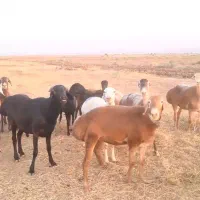 13 عدد میش چینی کر گلابی