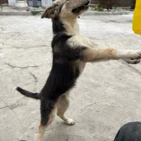 سگ ژرمن میکس