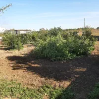 ۱۰۰۰متر زمین با امتیاز|فروش زمین و ملک کلنگی|طبقده, |دیوار