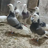 جوجه کبوتر  شازده ساعت بالا
