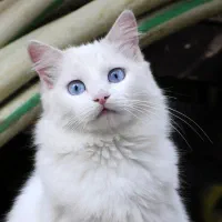 فروش خاک گربه با جذب بالا وارزان