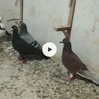 ۱۶عدد کفتر آلمانی و رنگه|پرنده|آبکوه, |دیوار