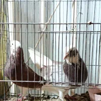 جفت کبوتر|پرنده|سیرجان, |دیوار
