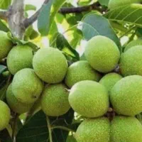 انواع نهال سیاه ریشه