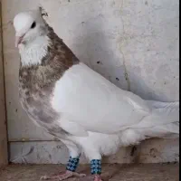 طوقی