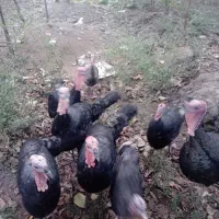 بوقلمون نر و ماده ،زنده|حیوانات مزرعه|تالش, جوکندان|دیوار