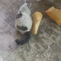 گربه پرشین کت|گربه|تهران, شهید رجایی|دیوار