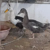 یک جفت مرغابی بفروش میرسد