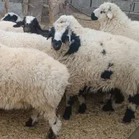 سلام فروش بره درجه یک