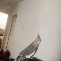 عروس هلندی|پرنده|کرج, شهرک بنفشه|دیوار