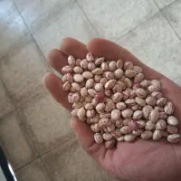 لوبیا چیتی کوشا