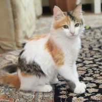 گربه پرشین کالیکو