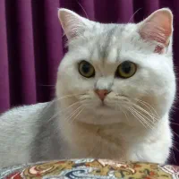 گربه بریتیش نر|گربه|آمل, |دیوار