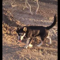 سگ هاسکی نر|سگ|تربت‌حیدریه, حاجی یار‎|دیوار