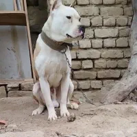 سگ داگو|سگ|قروه, |دیوار