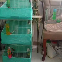 4عدد سهره نر بشرط