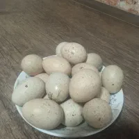 تخم نطفه دار