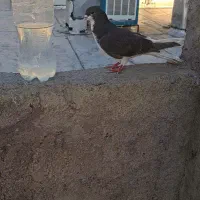 ۳تا کفتر خوب فقط ۵۰۰