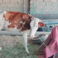 گاو گوساله ماده|حیوانات مزرعه|اهواز, کیانشهر|دیوار