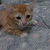 واگذاری سه عدد بچه گربه بازیگوش|گربه|رودسر, |دیوار