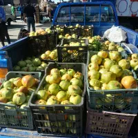 فروش انار شیرین