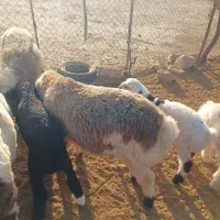 بره درجه یک|حیوانات مزرعه|خورموج, |دیوار