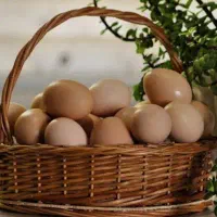 تخم مرغ محلی