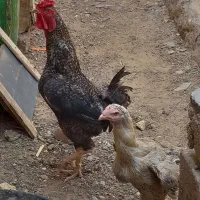 مرغ تخم گذار