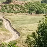 زمین کشاورزی