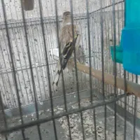 سره قناری نر