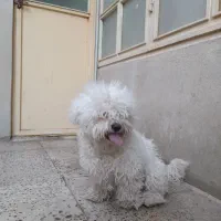 سگ پا کوتاه|سگ|اقبالیه, |دیوار