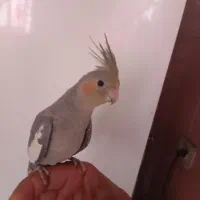 یک عدد عروس هلندی نررام دستی