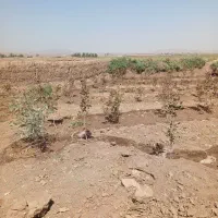 باغ پسته 5ساله|فروش زمین و ملک کلنگی|قم, شهید رجایی|دیوار