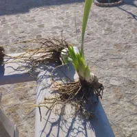 گل زنبق|گل و گیاه طبیعی|مشهد, کارگران|دیوار