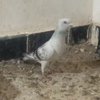جفت کفتر یا کبوتر بدرنگ کلایی