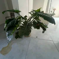 گل اپارتمانی