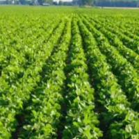 اجاره دوقطعه زمین کشاورزی