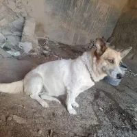 پاکوتاه|سگ|چناران, |دیوار