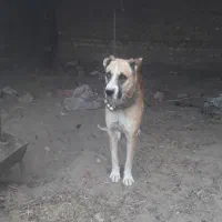 سگ گله