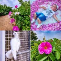 تور یک روزه در باغ های زیبای فرخد