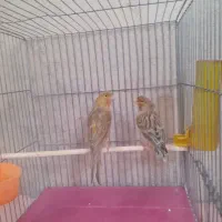 دوتا قناری ماده اماده و نیمه اماده کشیده ودرشت