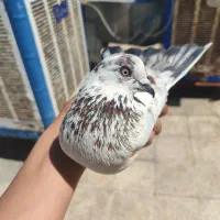 کبوتر دست پری ماده