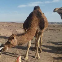 شیر و دوغ شتر کاملا ارگانیک