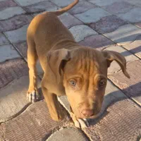 سگ پیت بول اصیل ب شرط|سگ|شیراز, بریجستون|دیوار