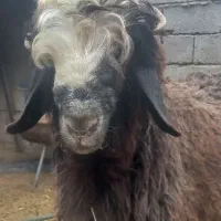 بره قوچی کشتاری|حیوانات مزرعه|بهبهان, |دیوار