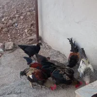 خروس