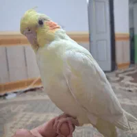 عروس هلندی  لوتینو