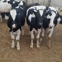 دوراس گوساله نر سیمینتال معاوضه با بره سنگین